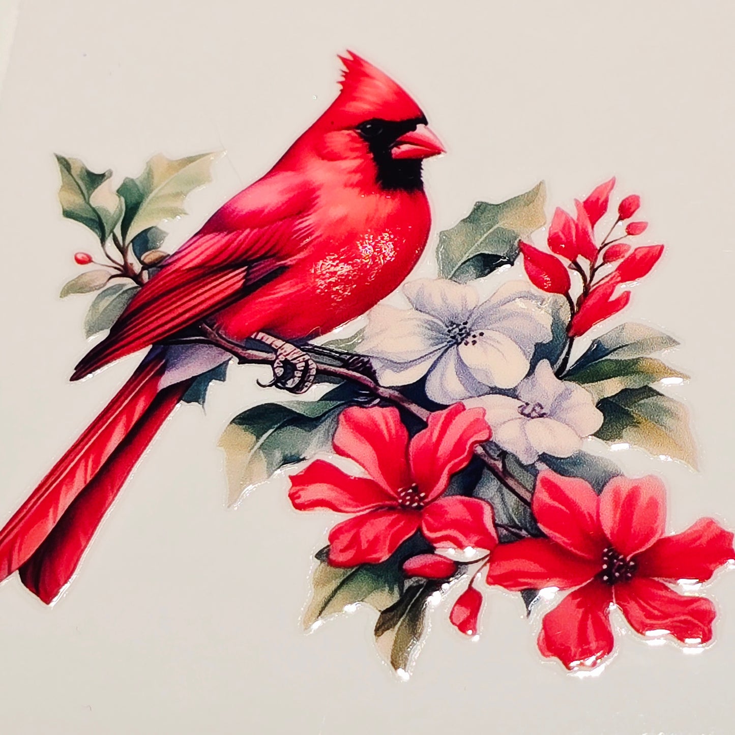 M29 medium Cardinals uvdtf