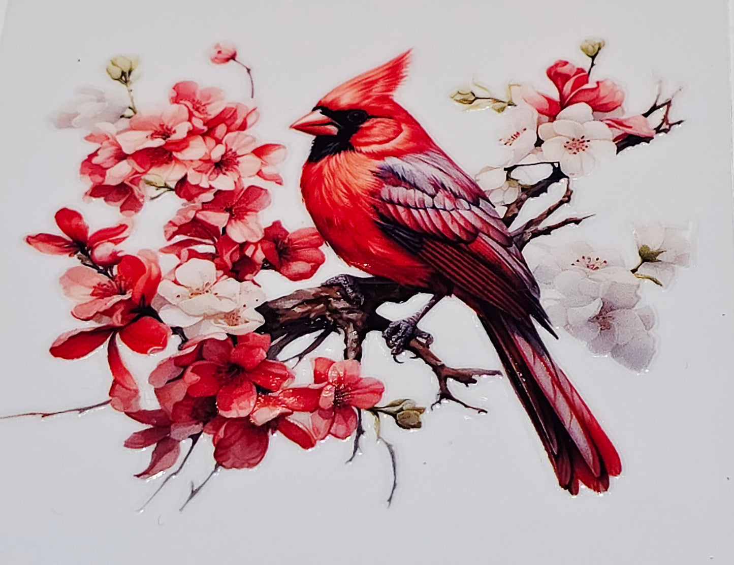 M29 medium Cardinals uvdtf