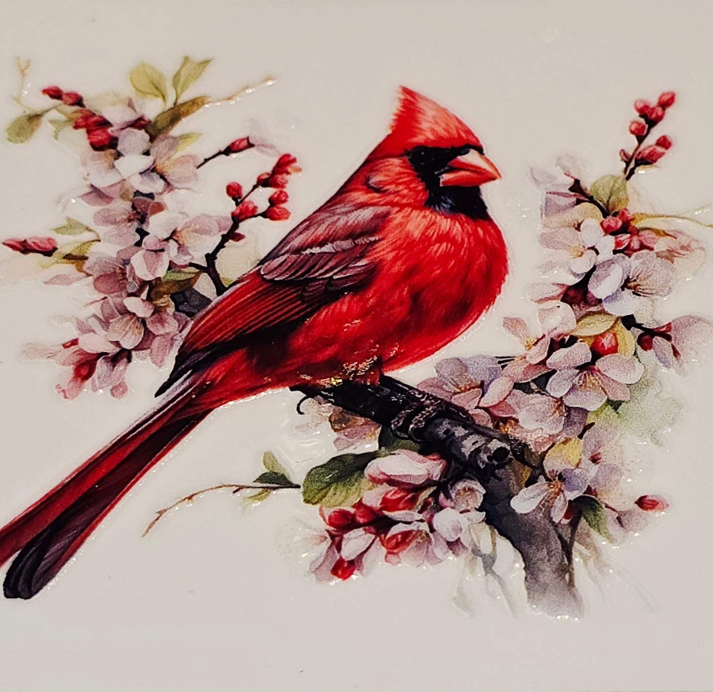 M29 medium Cardinals uvdtf