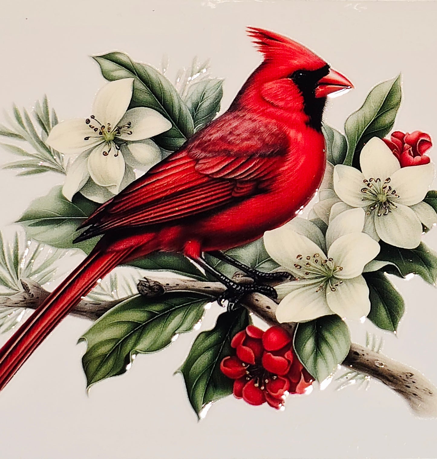 M29 medium Cardinals uvdtf